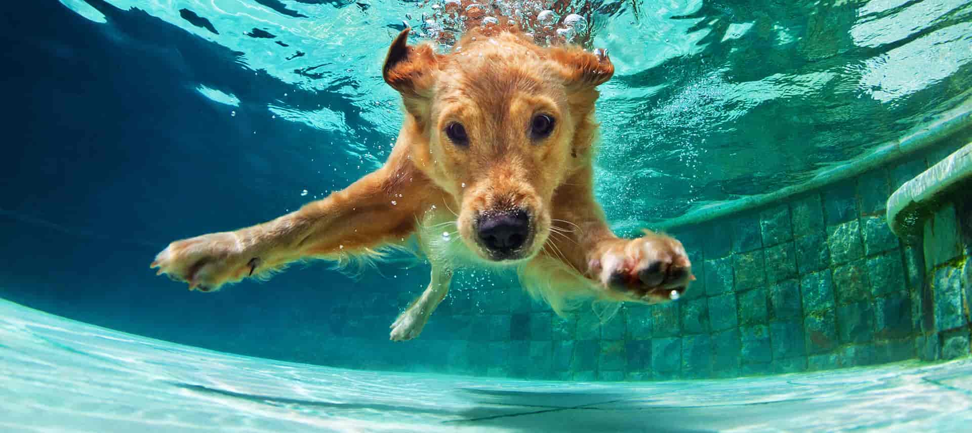 Golden retriever swimming underwater